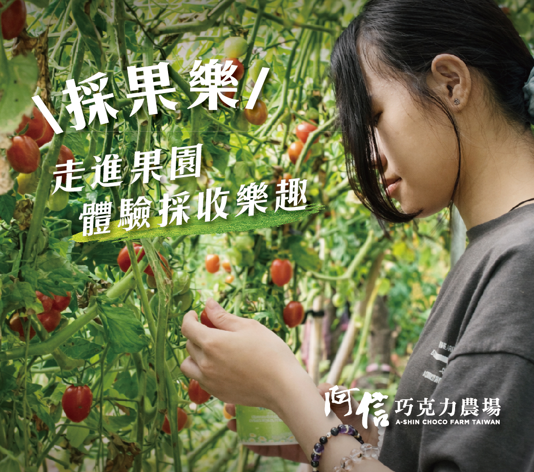 阿信巧克力農場採果樂體驗-親子農夫體驗無毒農法